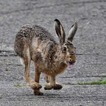 Rette sich wer kann, knnte man meinen. Ein Feldhase auf der Suche nach einem trockenen Pltzchen, so gesehen Anfang Juni 2024 bei Friedrich-Wilhelm-Lbke-Koog.