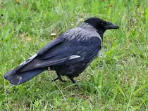 Anfang Juni 2024 habe ich diese Kr�he in Friedrich-Wilhelm-L�bke-Koog aufgenommen: