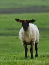 Ein Deichschaf schaut neugierig in meine Richtung, so gesehen Anfang Juni 2024 bei Friedrich-Wilhelm-L�bke-Koog.