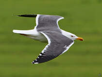 Eine Dreizehenmwe berfliegt das Gelnde am Nordseedeich. (Friedrich-Wilhelm-Lbke-Koog, Juni 2024)