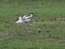 Der Sbelschnbler ist augenscheinlich ein uerst scheuer Vogel. (Friedrich-Wilhelm-Lbke-Koog, Juni 2024)