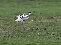 Der S�belschn�bler ist augenscheinlich ein �u�erst scheuer Vogel. (Friedrich-Wilhelm-L�bke-Koog, Juni 2024)