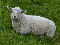 Diese junge Schaf ruht sich im Gras aus. (Friedrich-Wilhelm-L�bke-Koog, Juni 2024)