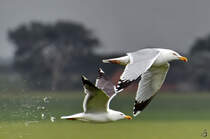 Paahhh, eine Dreizehenmwe entledigt sich whrend des Fluges von  unntigem Ballast .  (Friedrich-Wilhelm-Lbke-Koog, Juni 2024)