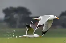 Paahhh, eine Dreizehenm�we entledigt sich w�hrend des Fluges von  unn�tigem Ballast .  (Friedrich-Wilhelm-L�bke-Koog, Juni 2024)