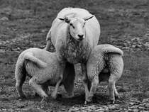 Duuuurst - zwei junge Schafe kmpfen um die Zitzen von Mutterschaf. (Friedrich-Wilhelm-Lbke-Koog, Juni 2024)