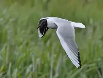 Anfang Juni 2024 konnte ich diese Lachm�we bei Friedrich-Wilhelm-L�bke-Koog beobachtet.