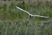 Eine Lachm�we dreht ihre Runden �ber den Nordseedeich, so gesehen Anfang Juni 2024 bei Friedrich-Wilhelm-L�bke-Koog.