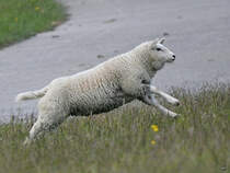 Ein Schaf spring energiegeladen durch das Gras. (Friedrich-Wilhelm-Lbke-Koog, Juni 2024)