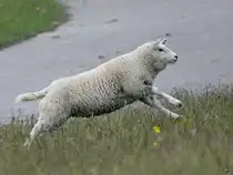 Ein Schaf spring energiegeladen durch das Gras. (Friedrich-Wilhelm-L�bke-Koog, Juni 2024)