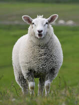 Ein Deichschaf schaut neugierig in meine Richtung, so gesehen Anfang Juni 2024 bei Friedrich-Wilhelm-Lbke-Koog.