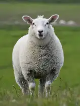 Ein Deichschaf schaut neugierig in meine Richtung, so gesehen Anfang Juni 2024 bei Friedrich-Wilhelm-L�bke-Koog.