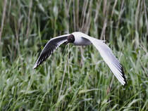 Eine Lachmwe auf der Suche nach etwas Essbarem. (Friedrich-Wilhelm-Lbke-Koog, Juni 2024)