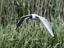 Eine Lachm�we auf der Suche nach etwas Essbarem. (Friedrich-Wilhelm-L�bke-Koog, Juni 2024)