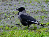 Diese Krhe war Anfang juni 2024 in Flensburg zu sehen.