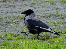 Diese Kr�he war Anfang juni 2024 in Flensburg zu sehen.