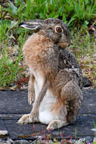 Anfang April 2024 habe ich in Flensburg diesen Hasen auf zwei Beinen beobachtet.