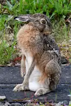 Anfang April 2024 habe ich in Flensburg diesen Hasen auf zwei Beinen beobachtet.