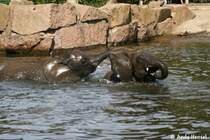 2 afrikanische Elefanten-Junge bei der sommerlichen Abk�hlung.