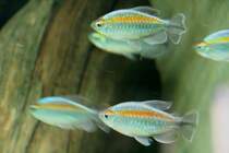 Eine Gruppe Blauer Kongosalmler (Phenacogrammus interruptus) am 12.12.2009 im Aquarium des Berliner Zoos.