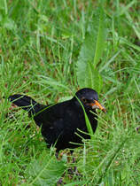 Diese Amsel hat sich einen leckeren Snack geschnappt, so gesehen Anfang Juni 2024 in Flensburg.