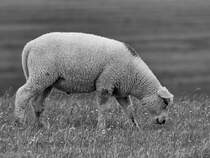 Dieses grasende Deichschaf war Anfang Juni 2024 bei Friedrich-Wilhelm-Lbke-Koog zu beobachten.