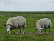  Anfang Juni 2024 habe ich diese grasende Deichschafe bei Friedrich-Wilhelm-Lbke-Koog abgelichtet.