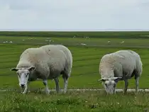  Anfang Juni 2024 habe ich diese grasende Deichschafe bei Friedrich-Wilhelm-L�bke-Koog abgelichtet.