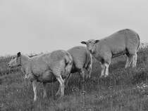 Drei Schafe an einem Hang. (Friedrich-Wilhelm-Lbke-Koog, Juni 2024)