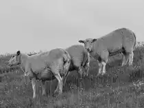 Drei Schafe an einem Hang. (Friedrich-Wilhelm-L�bke-Koog, Juni 2024)