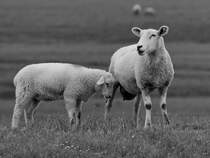 Mutterschaf mit Nachwuchs, so gesehen Anfang Juni 2024 bei Friedrich-Wilhelm-Lbke-Koog.