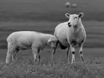 Mutterschaf mit Nachwuchs, so gesehen Anfang Juni 2024 bei Friedrich-Wilhelm-L�bke-Koog.