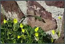 Eine Ruineneidechse klettert an einer Natursteinmauer auf der Insel Lipari entlang. (22.02.2024)