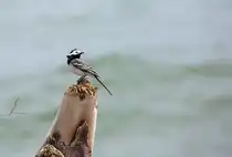 Bachstelze am Jasmunder Naturstrand. - 21.06.2024
