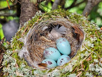 Augenscheinlich fhlt sich Familie Buchfink in unserem Garten wohl und mchte hier den Nachwuchs groziehen. (Juni 2024) 