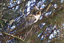 In einem der Nadelbume hat sich eine Waldohreule (nach mehreren Jahren) niedergelassen am 26. Juni 2024