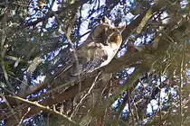 In einem der Nadelb�ume hat sich eine Waldohreule (nach mehreren Jahren) niedergelassen am 26. Juni 2024