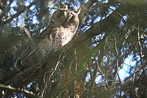 Hier werde ich von einer Ohreule  am 26. Juni 2024 beobachtete.