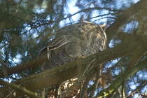 Schlafende Waldohreule am 26. Juni 2024 in einem der Nadelhlzer hier in Berlin Rudow.