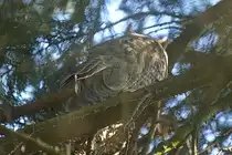 Schlafende Waldohreule am 26. Juni 2024 in einem der Nadelh�lzer hier in Berlin Rudow.