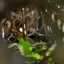 Mama Buchfink in ihrem Nest, so gesehen Ende Juni 2024 in Hattingen.