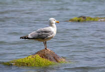 Mwe am Ostseestrand. - 29.06.2024