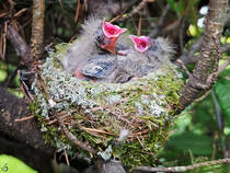 Hungriger Buchfinkennachwuchs wartet in unserem Garten auf die nchste Essensration. (Hattingen, Juli 2024)
