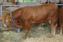 Ein Stier der Rasse Limousin, steht in seiner Box, bei der Landwirtschaftsmesse in Ettelbrck. 05.07.2024