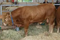Ein Stier der Rasse Limousin, steht in seiner Box, bei der Landwirtschaftsmesse in Ettelbr�ck. 05.07.2024