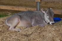 Dieses Rind, lsst sich nicht aus der Ruhe bringen, auf der Landwirtschaftsmesse in Ettelbrck. 05.07.2024