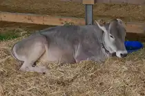 Dieses Rind, l�sst sich nicht aus der Ruhe bringen, auf der Landwirtschaftsmesse in Ettelbr�ck. 05.07.2024