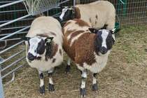 Fr die  Schaffe der Rasse Baggerbonte, sind die vielen Zuschauer, bei der Landwirtschaftsmesse in Ettelbrck ungewohnt. 05.07.2024