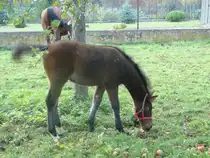 Schnappschuss in Nachbars Garten - 17.10.2007