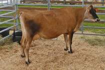 Eine Kuh der Rasse Jersey, war bei der Landwirtschaftsmesse in Ettelbrck zu sehen. 05.07.2024